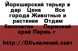 Йоркширский терьер в дар › Цена ­ 1 - Все города Животные и растения » Отдам бесплатно   . Пермский край,Пермь г.